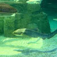 Underwater Wonders: A Sea Life Spectacle at Ocean Park!