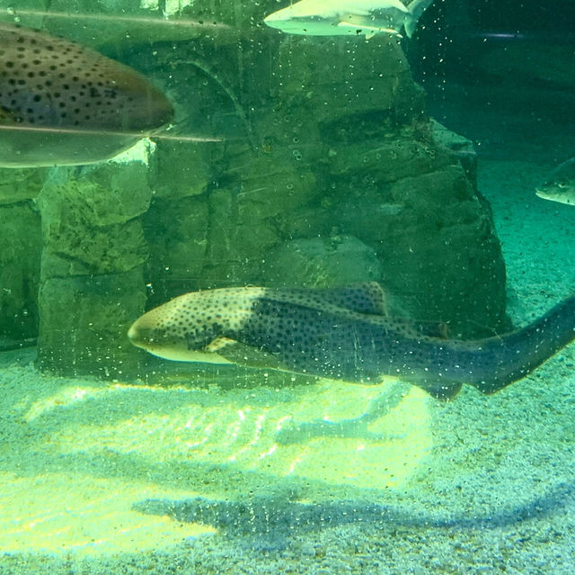 Underwater Wonders: A Sea Life Spectacle at Ocean Park!