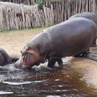 墨爾本威瑞比野生動物園Werribee Open Range Zoo