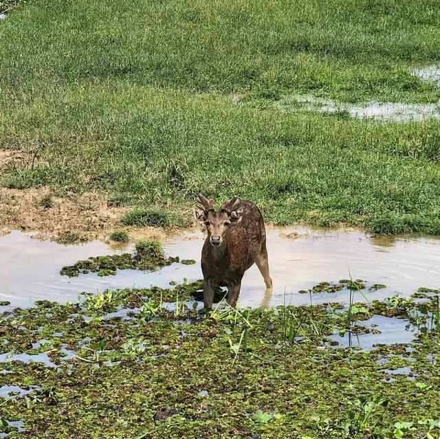 สะพานชมกวางหนองใหญ่ ชุมพร 🦌