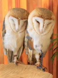 大阪貓頭鷹 Café 🦉 Owl Café 🦉