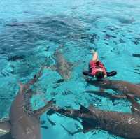 #ดูฉลามที่มัลดีฟส์ #ว่ายน้ำกับฉลาม #ม้ลดีฟส์🏝️💦