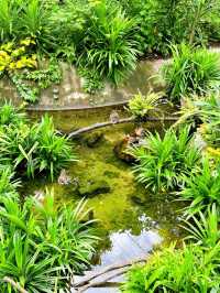 Bird Paradise Singapore Waterfalls
