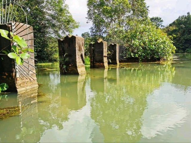 Discover MacRitchie Reservoir: Singapore’s Secret Nature Gem