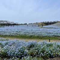 福岡｜ 💙絕美浪漫藍色花海@海之中道海濱公園