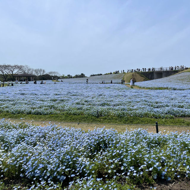 福岡｜ 💙絕美浪漫藍色花海@海之中道海濱公園