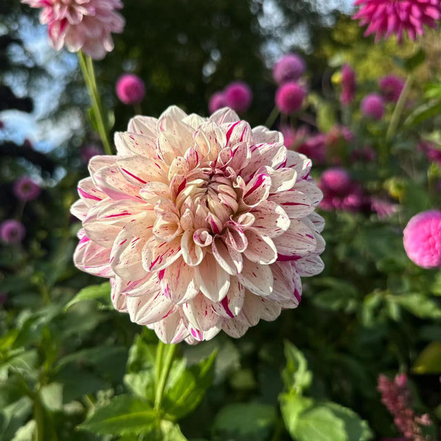 ～牛津大學哈考特植物園～增長植物知識好去處～