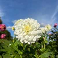 ～牛津大學哈考特植物園～增長植物知識好去處～