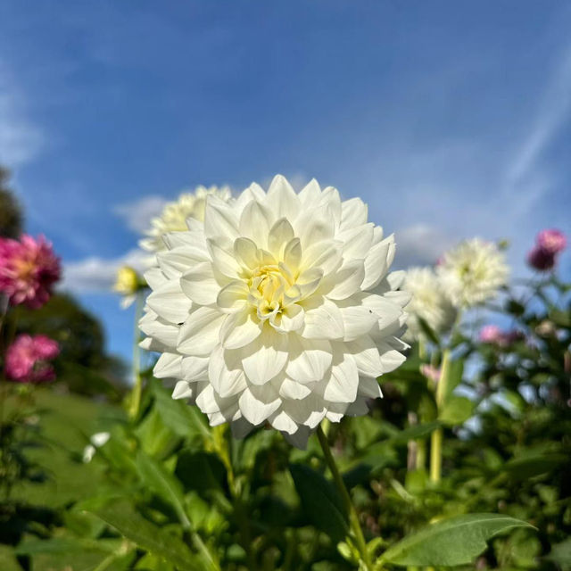 ～牛津大學哈考特植物園～增長植物知識好去處～