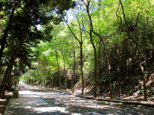苗栗｜像日本動漫裏的夏日場景