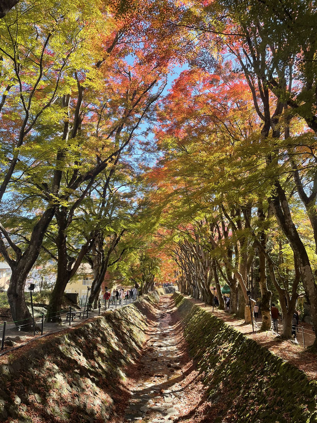 【山梨】富士山のほとりで秋満喫🍂