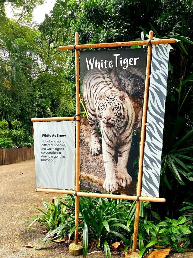 Outdoor Adventure at Singapore Zoo