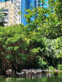 홍콩 도심에서 홍학을 만날 수 있는 구룡공원(kowloon park)