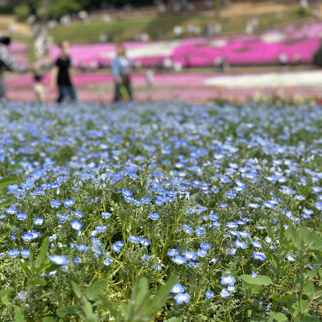 秩父トリップ🫶芝桜と豚みそ