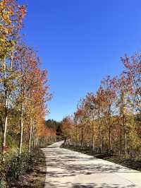 嶺南紅葉世界——廣東賞楓打卡佳選