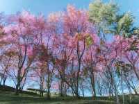 โครงการบ้านเล็กในป่าใหญ่ 