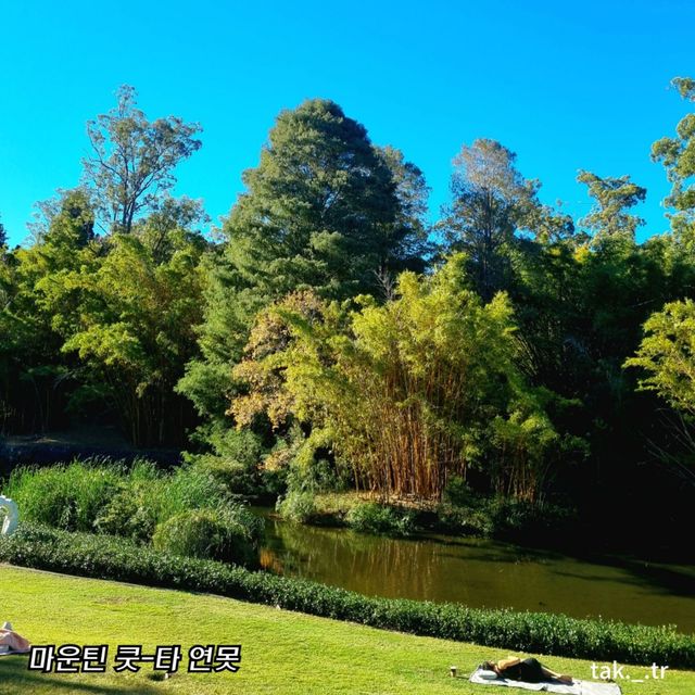 호주 브리즈번 마운틴 쿳-타 전망대와ㅡ식물원🇦🇺