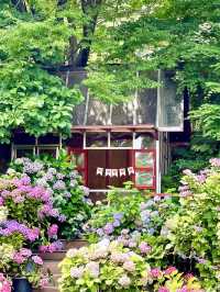 초록뷰에 수국까지 있는 서울근교 사진맛집🌿
