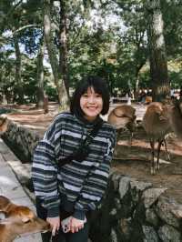 與小鹿親密接觸！奈良公園輕鬆遊記