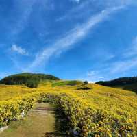เทศกาลทุ่งดอกบัวตอง ตำบลแม่อูคอ แม่ฮ่องสอน🌼
