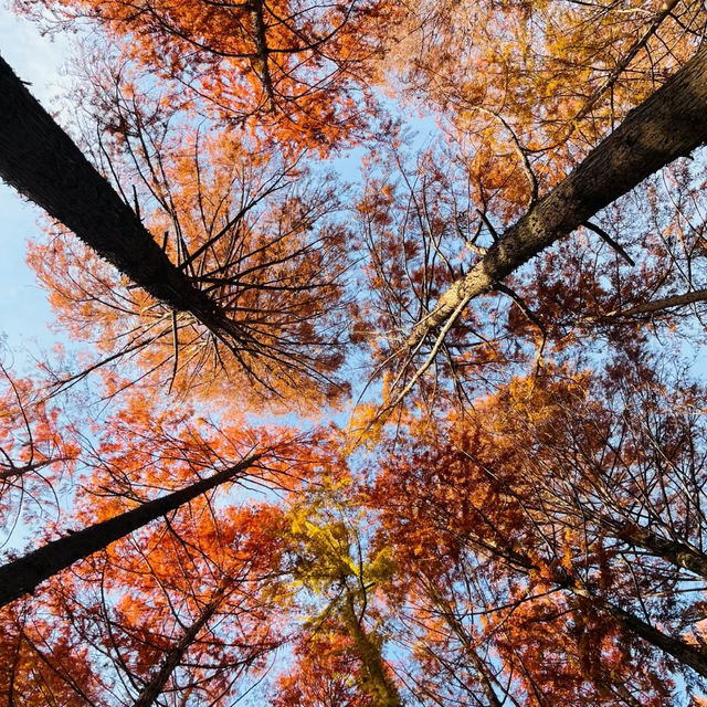 清流公園：詩意之地 🍂