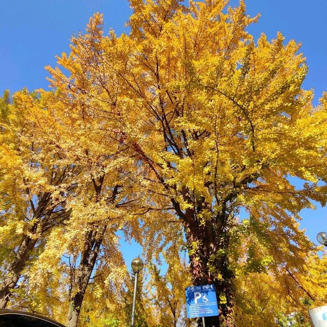 去首爾不能錯過的梨花女子大學銀杏林和紅葉美景