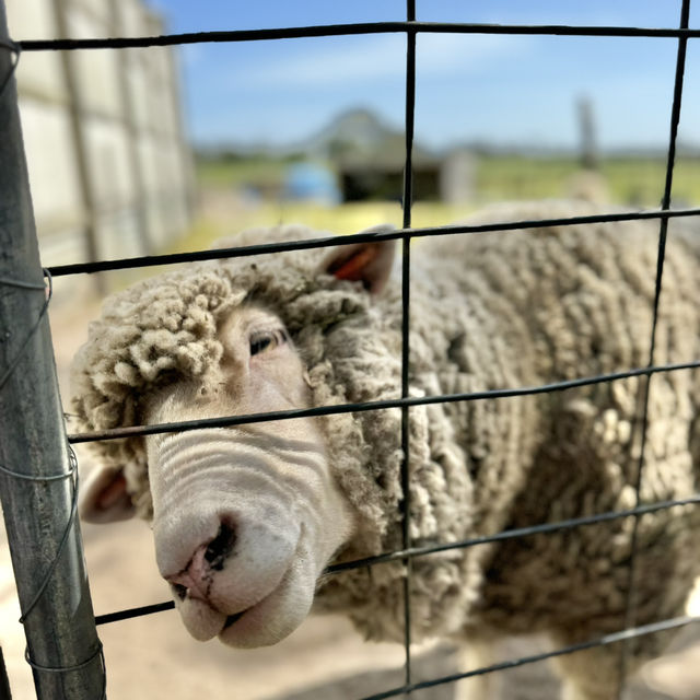 Love this place, Maru Koala and Animal Park in Melbourne, they are all adorable 🥰❤️