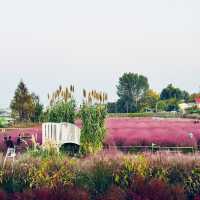 Pink Paradise: Pyeongtaek’s Autumn Gem