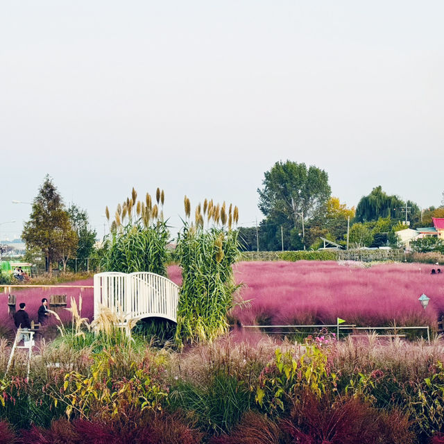 Pink Paradise: Pyeongtaek’s Autumn Gem