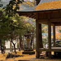 吉原神社🌅銀杏樹下的靜謐之美 🍂⛩️