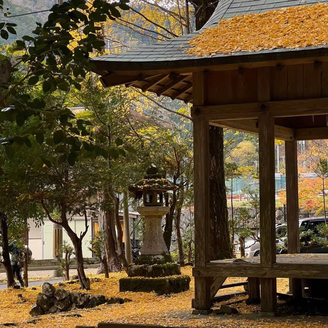 吉原神社🌅銀杏樹下的靜謐之美 🍂⛩️