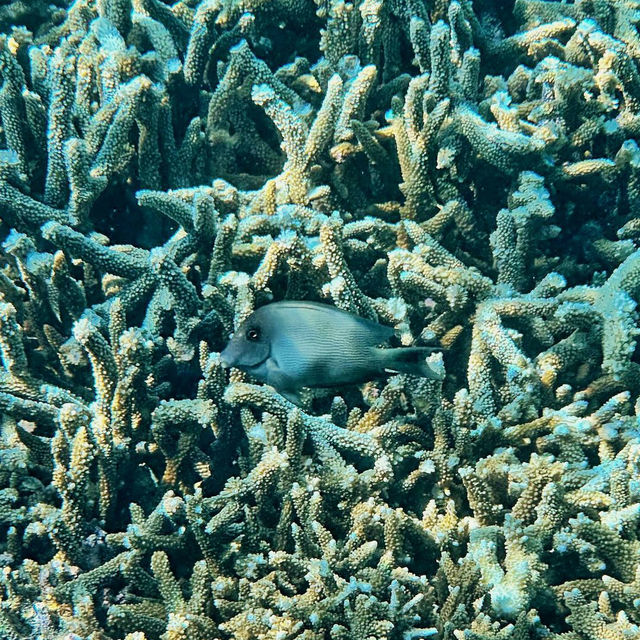 Dive into the Wonders of Gili Air