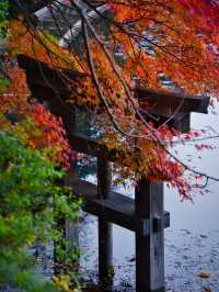 【紅葉特集】世界文化遺産の石庭以外も素敵すぎる✨見応えありの紅葉スポット🍁