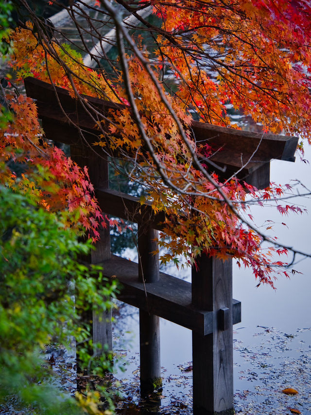 【紅葉特集】世界文化遺産の石庭以外も素敵すぎる✨見応えありの紅葉スポット🍁
