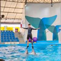 Pattaya Dolphinarium: A Fun and Educational Experience for All Ages