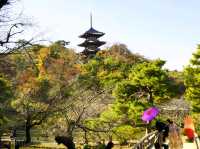 【神奈川県】近代の大実業家・原三渓が築いた日本庭園！