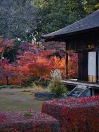【ここ行って】次の週末以降でもまだ間に合う‼️川越観光ついででも行きたい紅葉スポット🍁