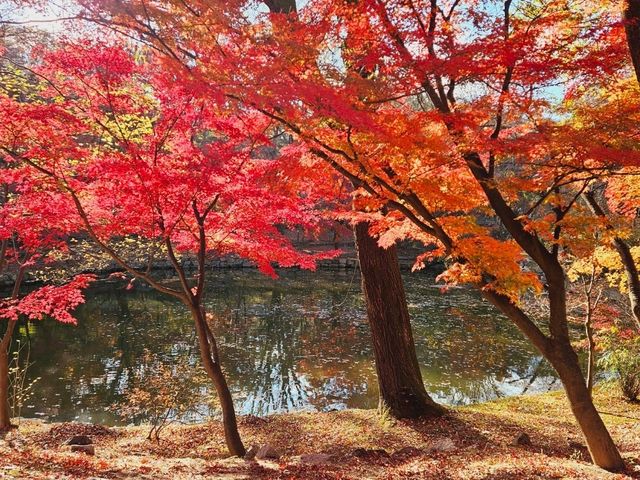 The peak autumn foliage at Changgyeonggung is awesome