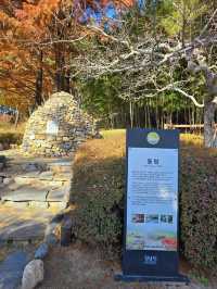 메타세콰이어숲길이 아름다운 청남대🍁