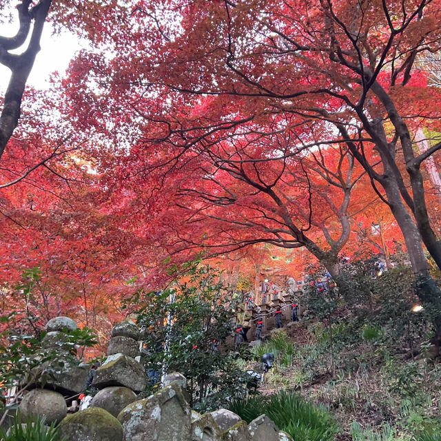 大観山展望台+箱根大山お寺