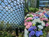 สัมผัสพรรณไม้เมืองหนาวในแดนร้อน 🌷
