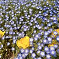 【淡路島】国営明石海峡公園のお花畑🌼