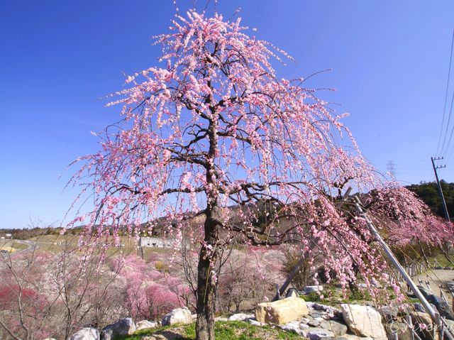 【三重県】春はあけぼの、平安絵巻のような美しさ「いなべ市梅林公園」