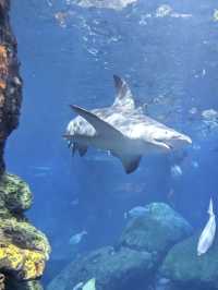 ［田納西旅遊］Tennessee Aquarium-心目中第一名的水族館🐠🦈🪼🐊🦋