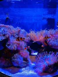[聖誕節🎄］Georgia Aquarium-親子同遊過聖誕🐠🐡🌟