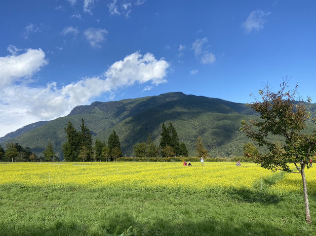 臺中｜黃綠交織的油菜花田