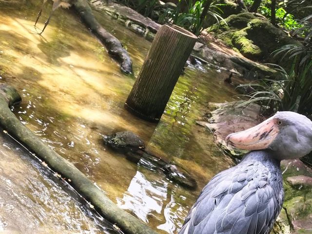 Jurong Bird Park