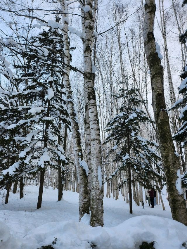삿포로의 멋진사진을 볼 수 있는 탁신관 갤러리❄️