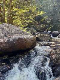 A Journey Through Nature’s Masterpiece: My Adventure at Khao Yai National Park