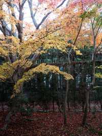  🍁 秋の源光庵で心に響くひとときを 🍂